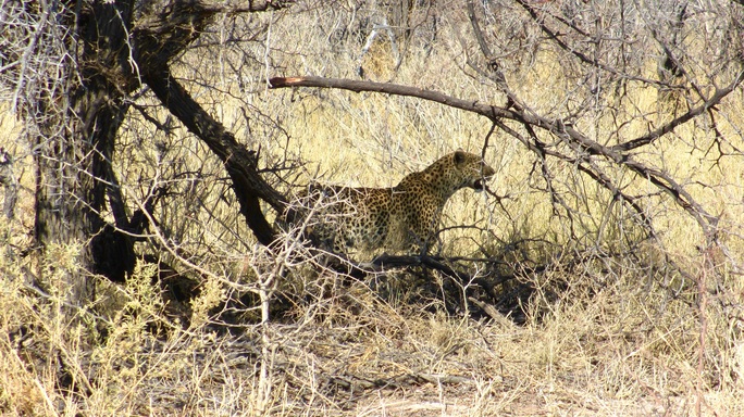 Luipaard in Etosha in Namibie