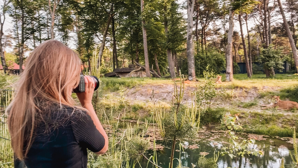 beekse bergen leeuwen fotograferen