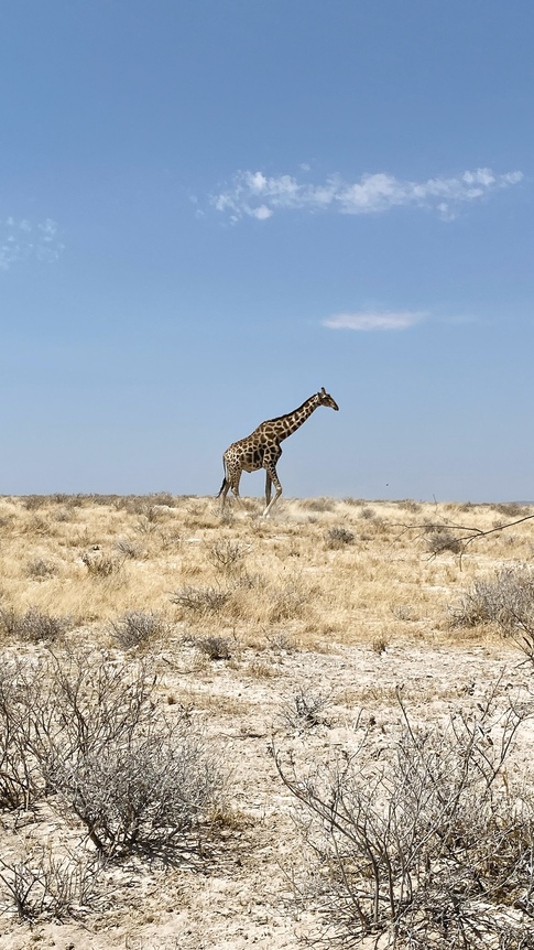 Giraffe in Etosha Namibie