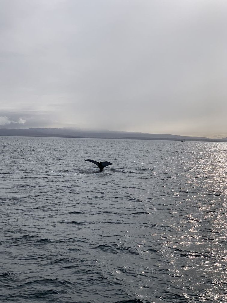 Walvissen Akureyri IJsland