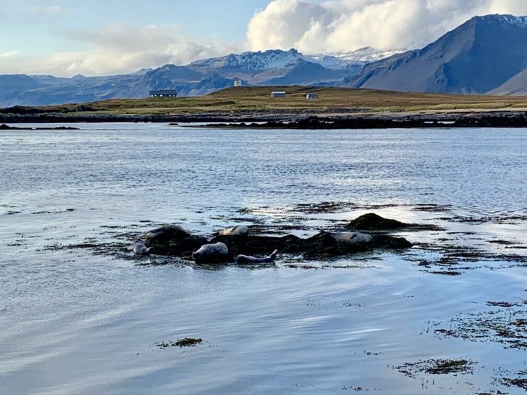 Ytri Tunga zeehonden