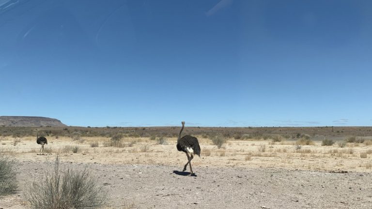Struisvogel in namibie