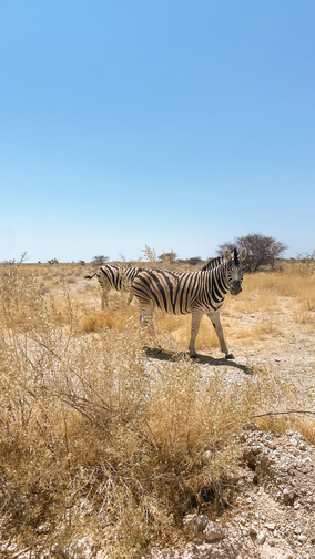 Zebra in etosha in namibie