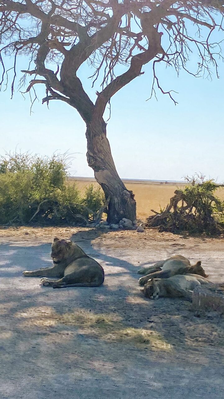 leeuwen in etosha in Namibie