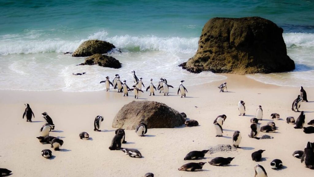 Pinguins op het strand in Zuid afrika bij kaapstad