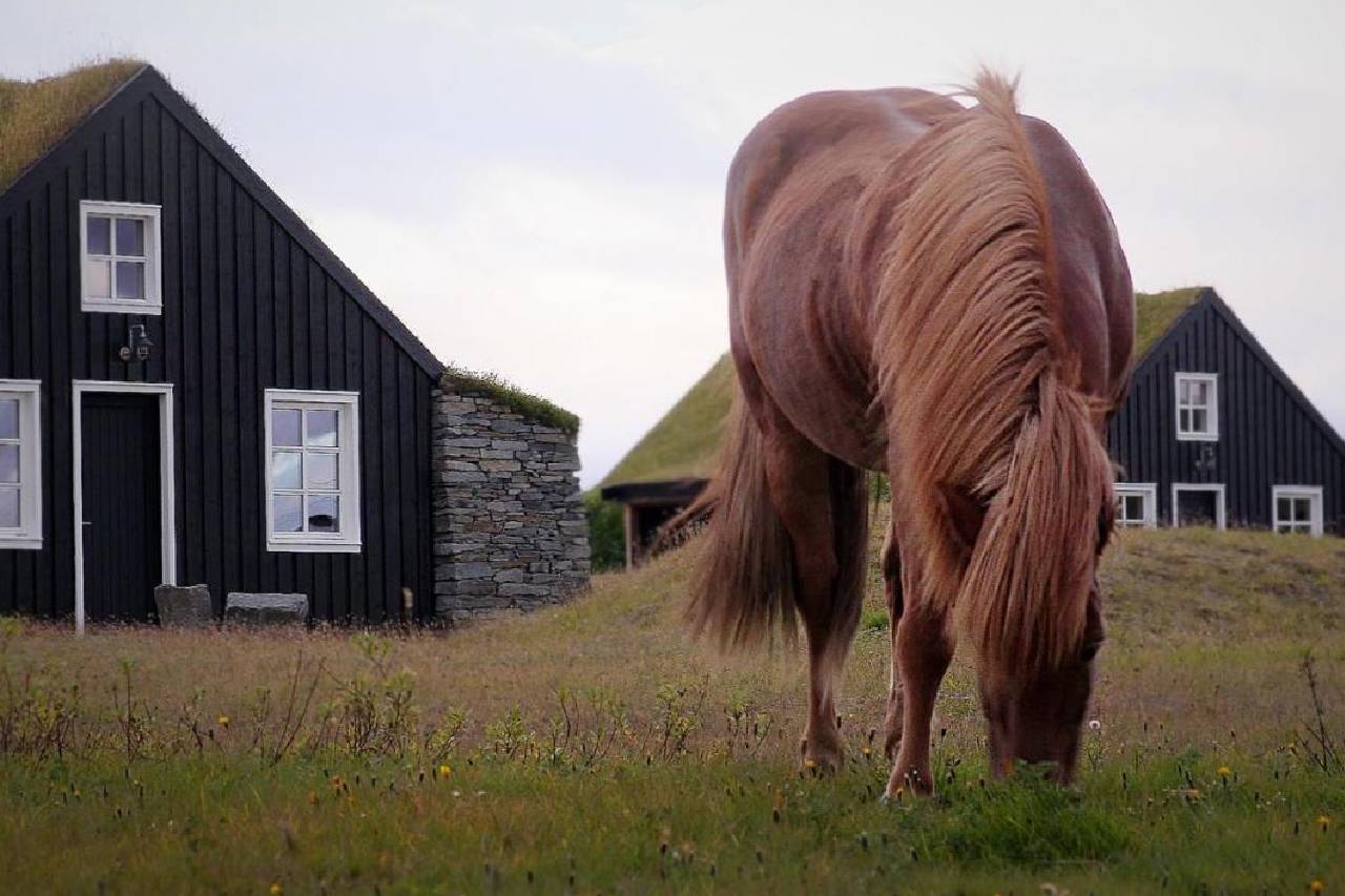Torfhús Retreat slaapplek Ijslands paard