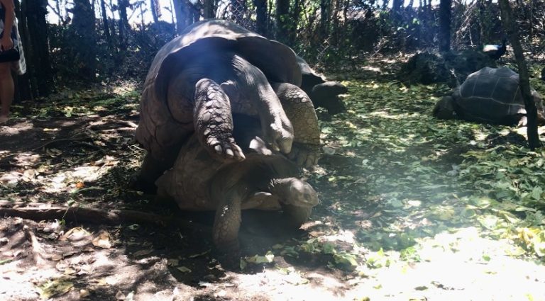 Prison Island landschildpadden