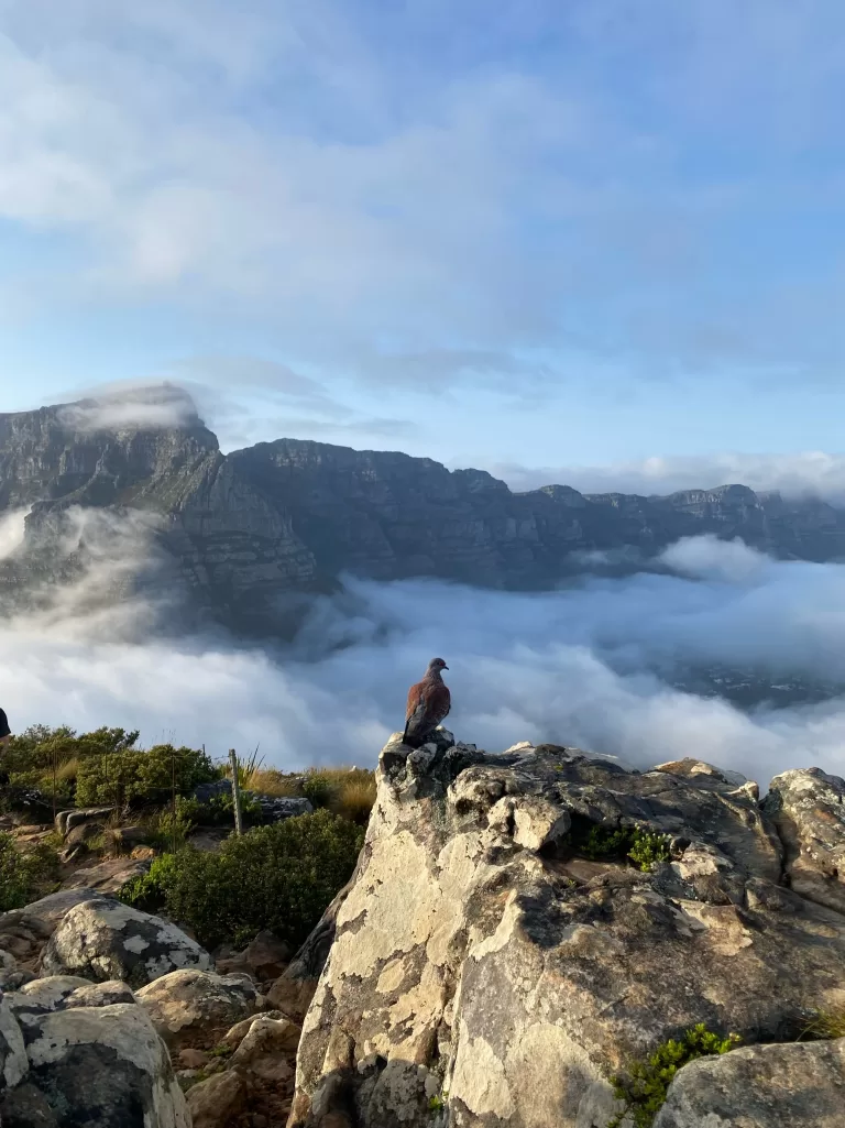 Lions Head Kaapstad Duif
