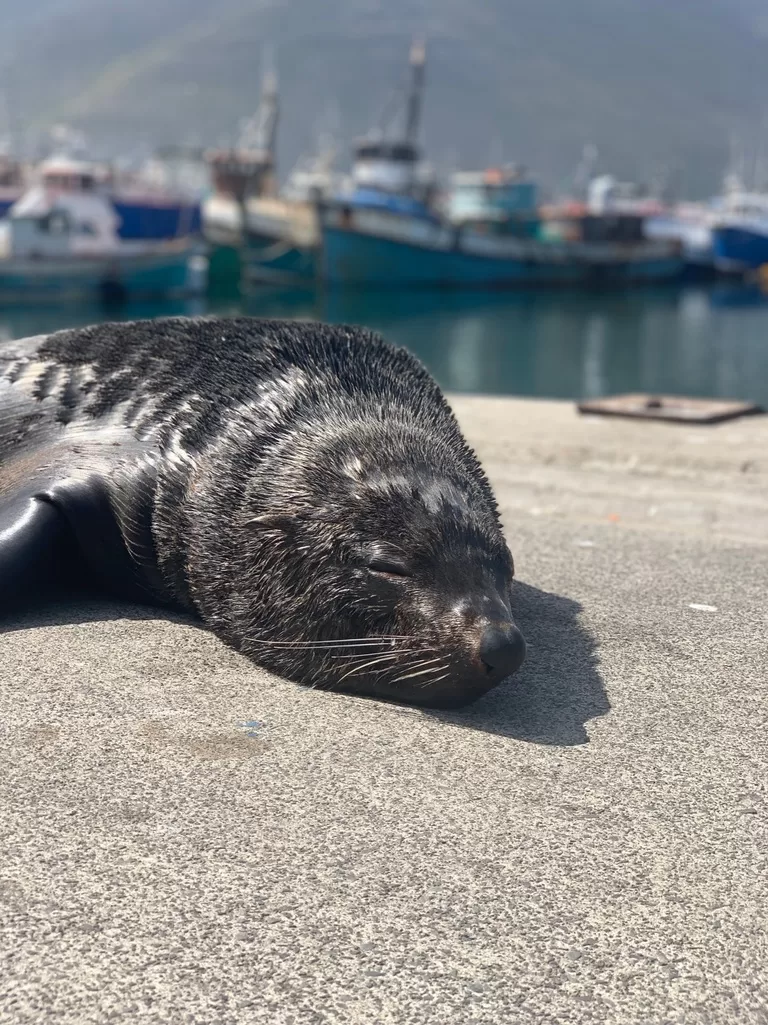 Hout Baai Haven Zeehond