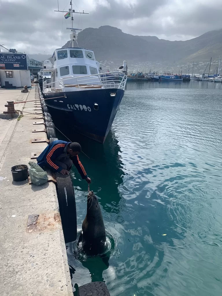 Hout Bay Harbour seal