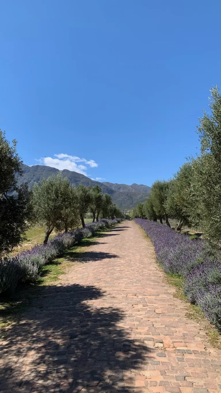 La Bri Wine Estate lavendel Franschhoek Kaapstad