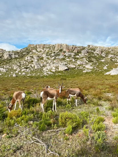 Table Mountain NP Antilope