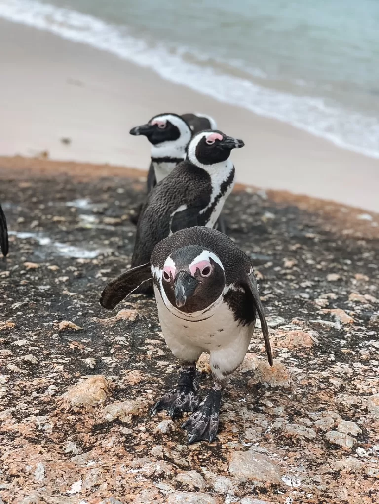Pinguins Seaforth Beach Kaapstad Zuid-Afrika