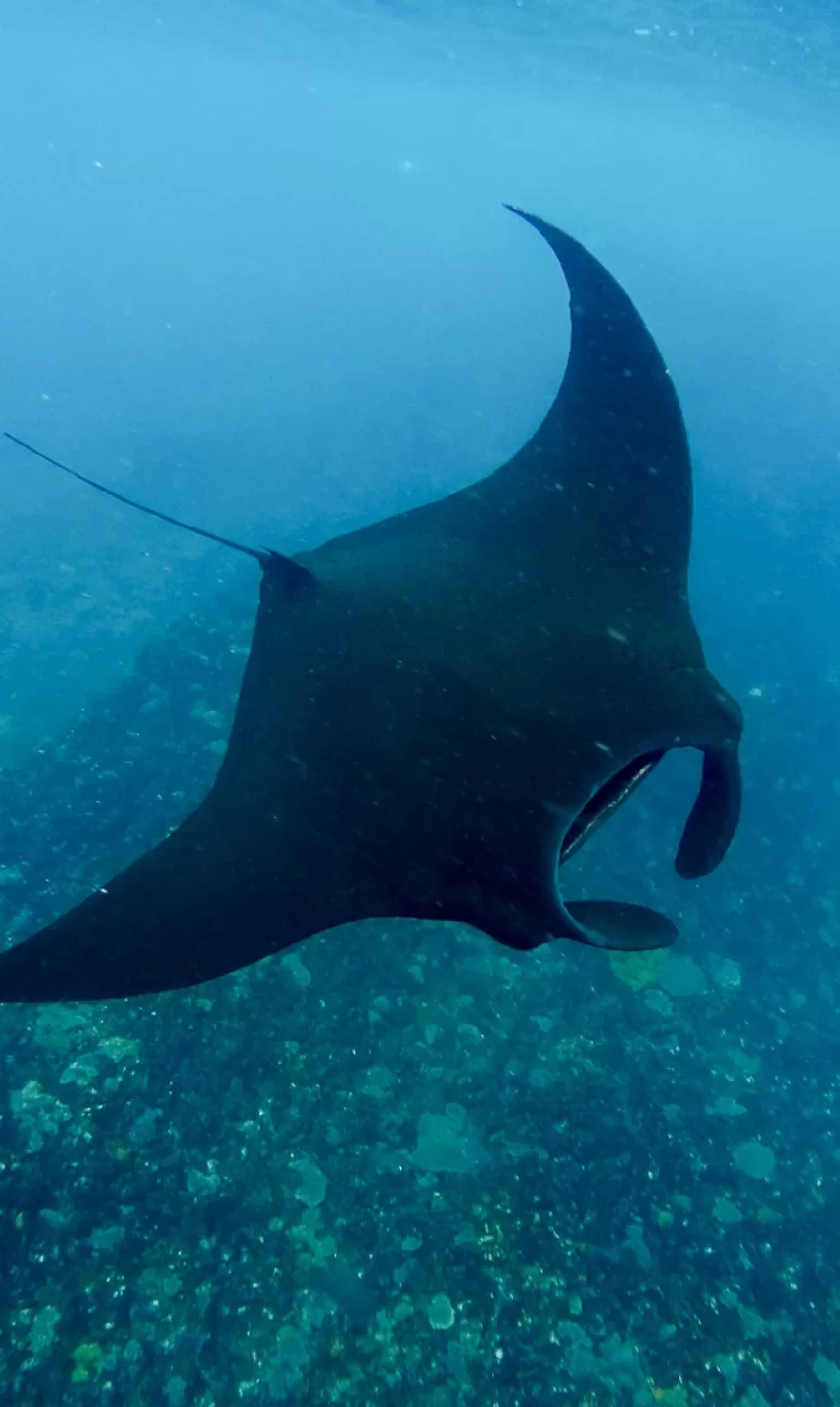 Nusa Lembongan Manta Ray