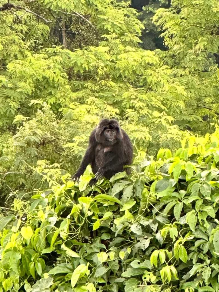 Aap jungle Senaru de leukste plekken op Lombok