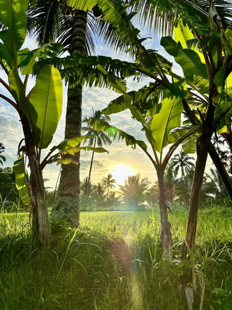 Zonsopkomst Tetebatu Lombok