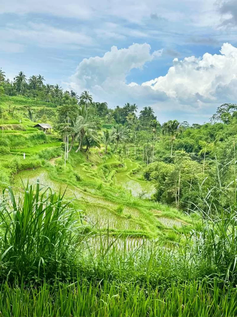 Rijstvelden Tetebatu Lombok