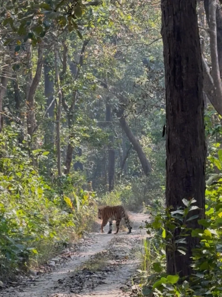Tijger in Bardia National Park