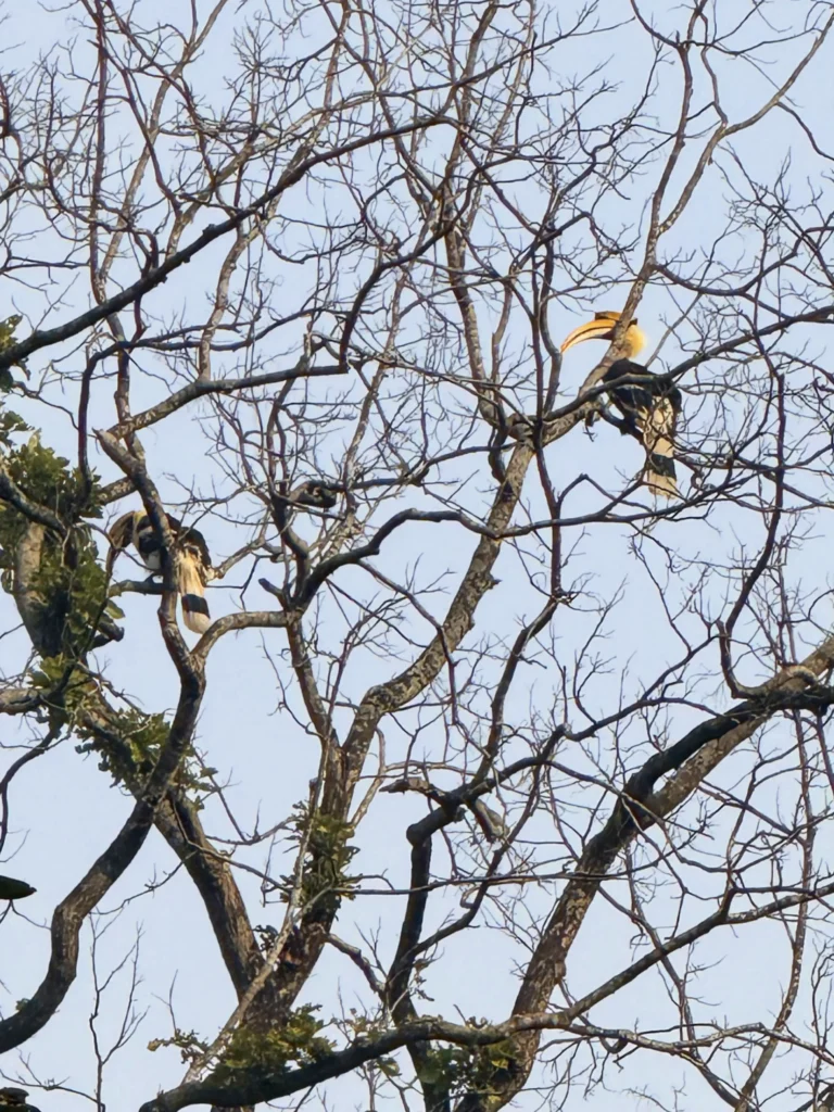 Hornbills Bardia National park