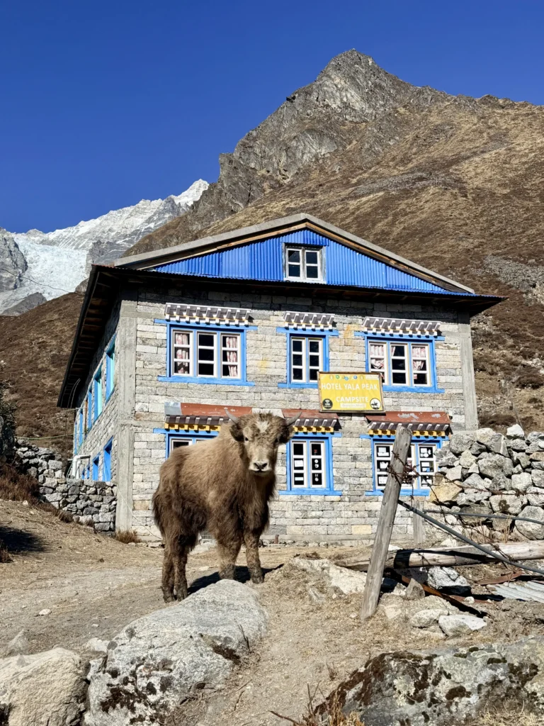 Kanjin Gompa Langtang trek